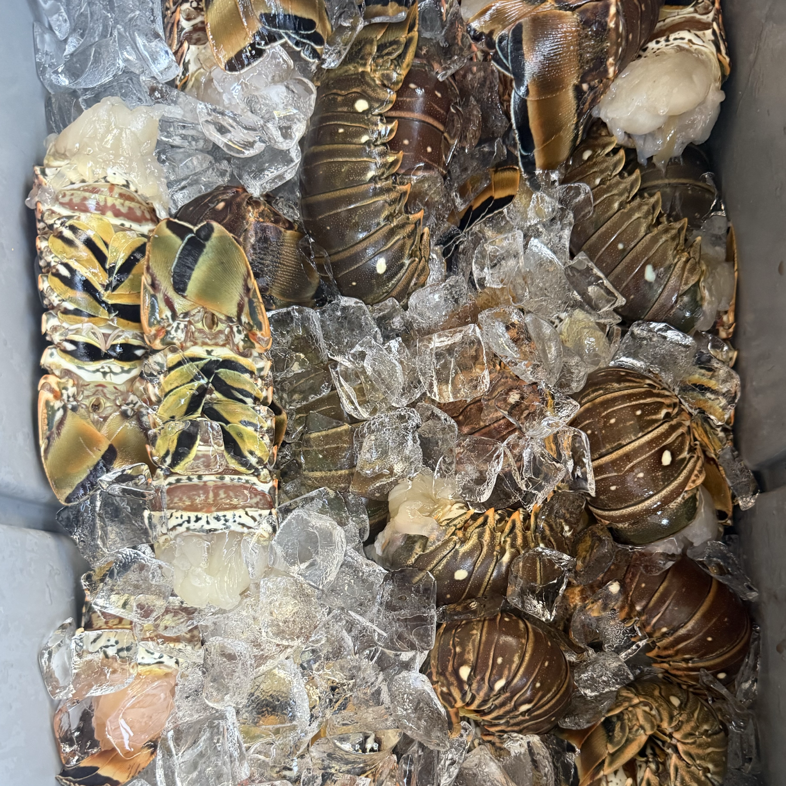 Frozen Lobster Tails